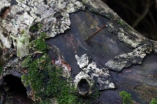Pieces Of Old Bark Flaking Off Tree