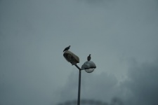 Tauben auf einem Laternenpfahl