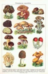 Arte vintage de cogumelos antiga
