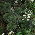 Rami di pino e fiori bianchi