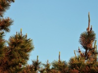 Pine Tree and Sky Background