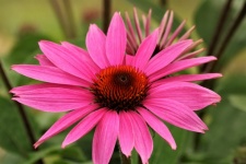 Close-up de Coneflower rosa