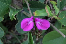 Pink Petals Of Beach Bean Flower