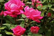 Pink Roses on Bush