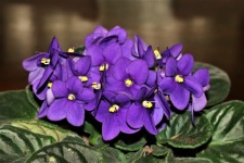 Purple African Violets Close-up