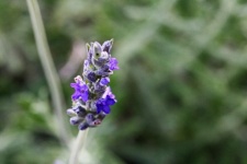 Purple lavender flower on a stalk