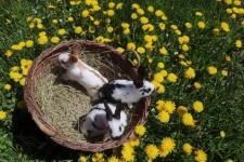 Conejos en la primavera