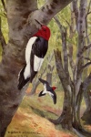 Red Headed Woodpecker Bird Picture