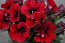 Piros petúnia virágok közelről