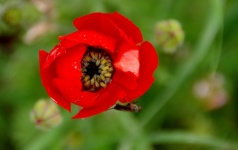 Red poppy flower with small bug