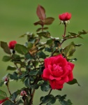 Red Rose And Buds