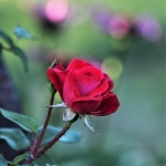Red Rose And Pink Bokeh