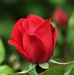 Red Rose Bud Close-up