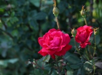 Red Roses and Buds Background