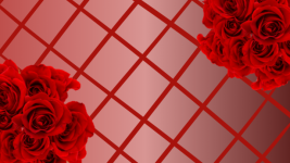 赤いバラの花の背景