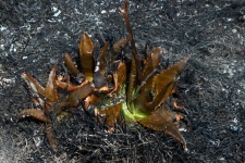 Remanescente de uma planta de aloe queim
