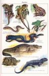 Reptiles arte vintage antiguo