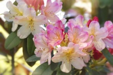 Rhododendron virágok rózsaszín fényképez