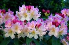 Rhododendron virágok rózsaszín fényképez