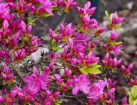 Rhododendron virágok rózsaszín fénykép