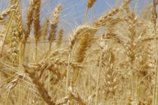 Ripe Wheat Ears In Field