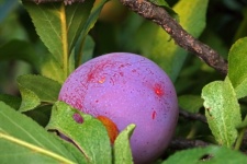 Ripening plum on a plum tree