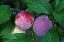 Ripening plums on a branch