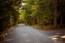 Road in woods