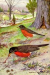 Robin Vintage Bird Illustration