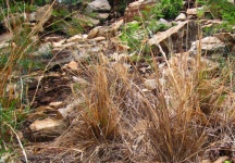 Rochas e tufos de grama na encosta