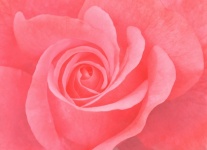 Rose flower blossom orange