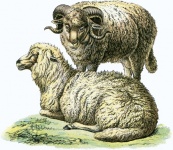 Arte vintage de oveja ram