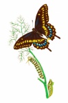 Art vintage de chenille de papillon