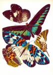Бабочки винтаж искусство старый