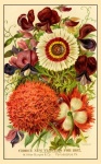 Catálogo de Sementes Impressão Vintage