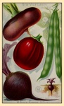 Katalog semen Vintage tisk