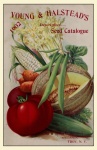 Katalog semen Vintage tisk