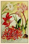 Katalog nasion Vintage Print