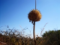 Seed head on stalk of wild dagga