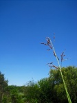 Seeding Grass Against Blue Sky