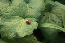 Escarabajos manchados rojos y negros bri