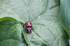 Escarabajos tortuga manchados rojos bril