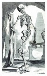 Skelett anatomi vintage gammal