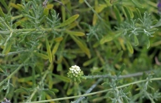Small cluster of white flower buds