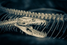 Esqueleto de serpiente