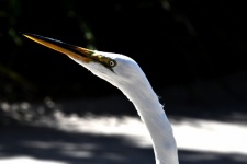 Profil profilu Snowy Egret