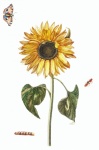 Sonnenblume Schmetterling Vintage
