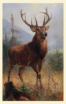 Vintage schilderij van hert