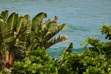 Subtropical Vegetation With The Sea