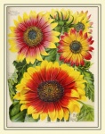Catálogo de sementes vintage de girassói